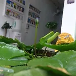 Enrico Hostel Patong